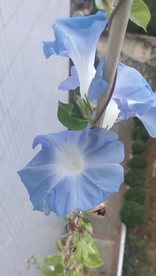 夕颜花