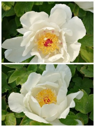 许你一生国色。