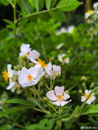 花开荼靡