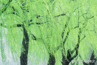 烟花三月是折不断的柳