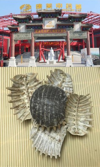隔驳鳖灸啰厢祭动置详净