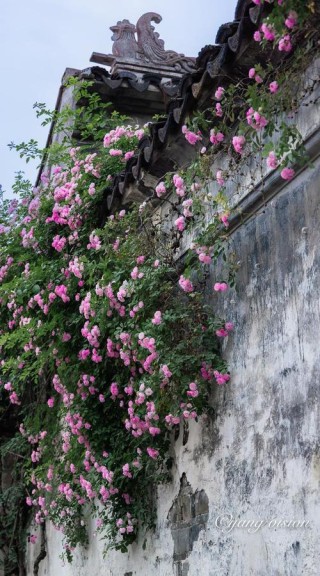 薰风拂面，蔷薇花开