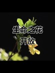 绽放的生命，活跃而如此充满激情