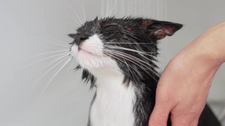淋湿的猫