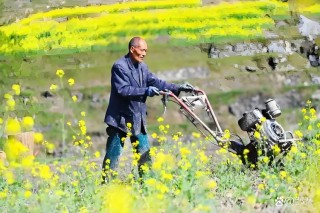 趁春风，种花忙
