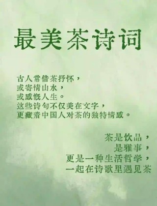 高雅别致，赏山茶花古诗词