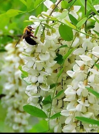 槐，初夏的一个美丽传说