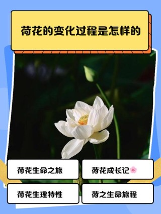 一朵莲开的时间