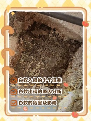 献给蚂蚁的悼词