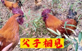 公鸡父子