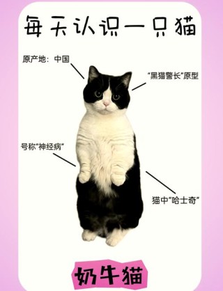 主子是否常常对着你叽叽歪歪的？不同品种的猫咪，语言天赋也不同