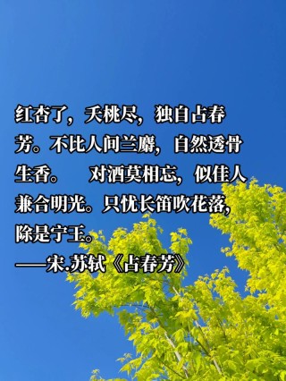 独放早春枝，与梅战风雪，读古诗词，欣赏旧时光里凌寒盛开的茶花
