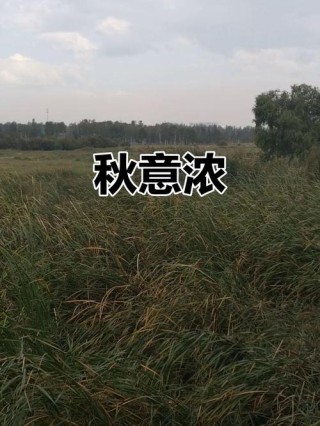 那年，秋风萧瑟