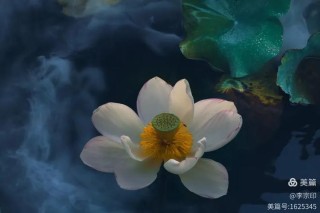 墨蕊含香涟漪漾