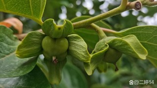 梨谢荷开夏初始