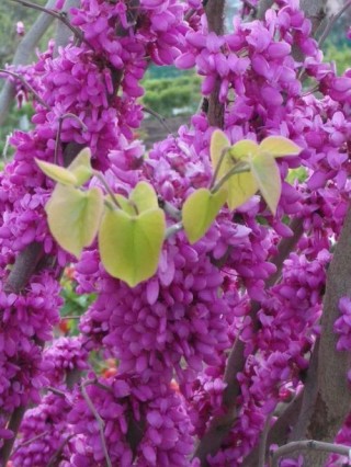 从教那一年花香溢心田