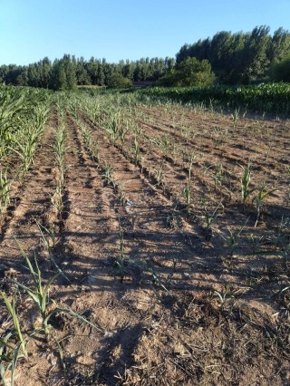 田边秧苗半枯焦 （打一字）