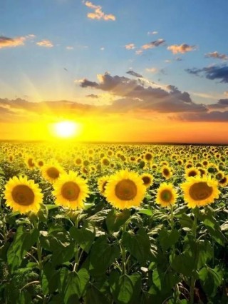 向往是一种美丽的憧憬