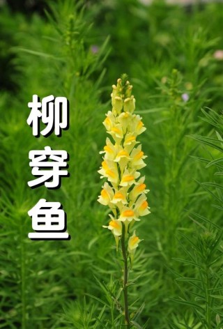 柳条穿鱼