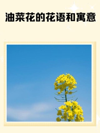 关于油菜花的一百条朋友圈优美伤感句子文案，句句经典!
