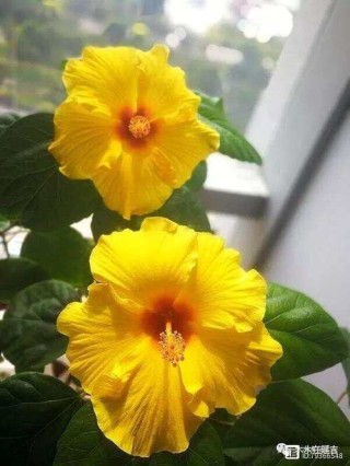 ​养花心得\田新法