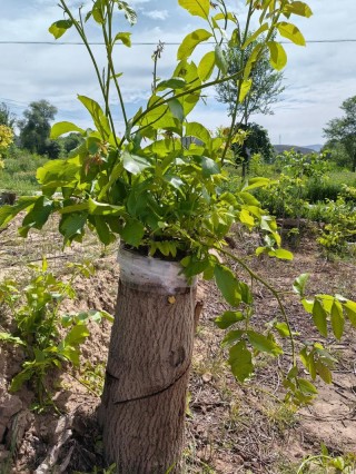 核桃树的生长过程简图说说 核桃树的生长过程是什么样的