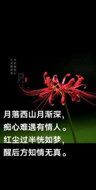红尘花一朵，凌寒独自开
