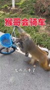 小猴子骑自行车