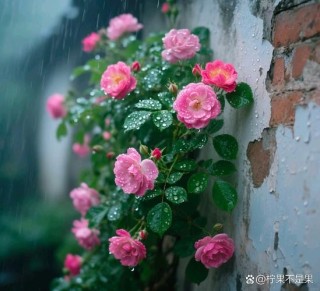 四月天，细雨点洒在花前
