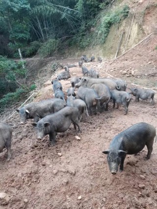 贵州紫云宋庭品返乡，林下生猪养殖致富