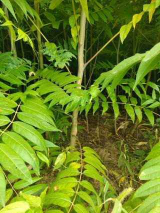 那棵椿树