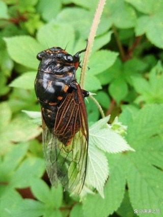 蝉声拼凑出的夏天