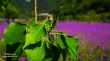 绿意、花芳，凉风，美好的盛夏时光