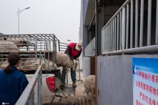 宁夏盐池杨德云 羊倌变身饲草料配送经理