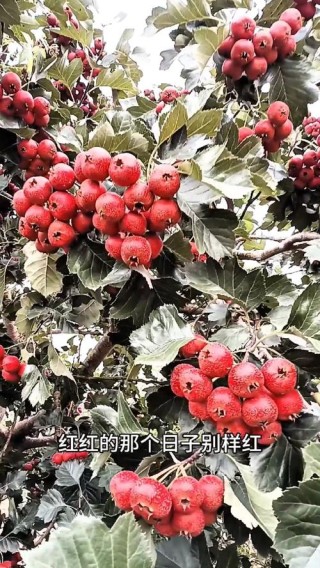山楂红了