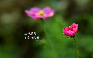 淡淡的浓浓的情怀