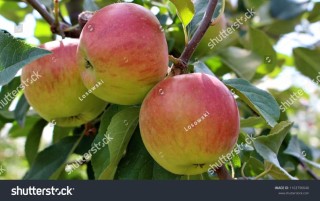 The Apple Tree（2）