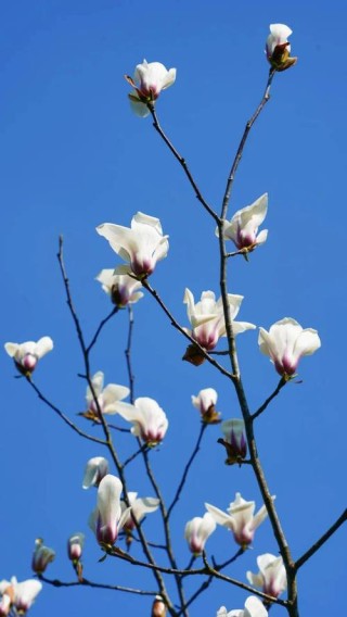 大展助白玉兰绚丽绽放