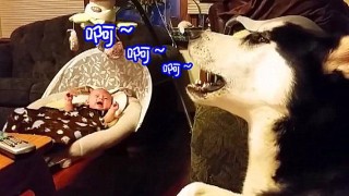 灵魂歌手带哈士奇唱遍大街小巷，主人：该你了，别看那边的美女了