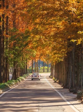 枫株湖畔的心路