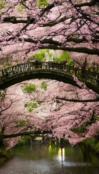 陌上花开，相约紫陌