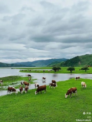我的故乡大草原