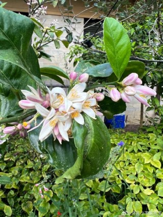 银都春来橙花香