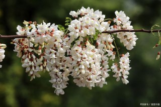 三月有梦，槐花飘香