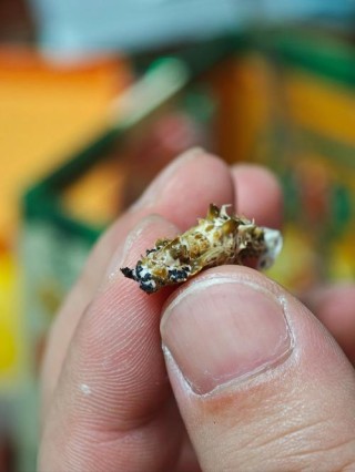 蝴蝶.孩子.老照片