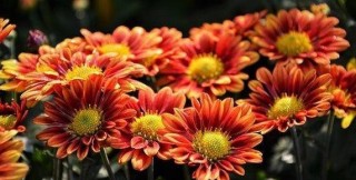 找到白首成自己 （打一字）