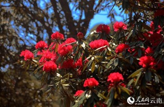杜鹃花开别样红