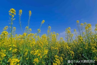 春里漫步，春里感悟
