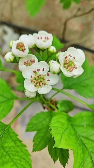 花草无言，但能生香