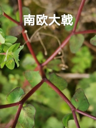 向荸及癣羹背黔灌琼